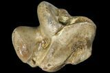 Fossil Horse Bone (Talus) - Rhine River, Germany #111900-2